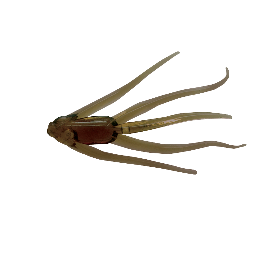 Clam Maki Water Spider soft plastic bait in Motor Oil